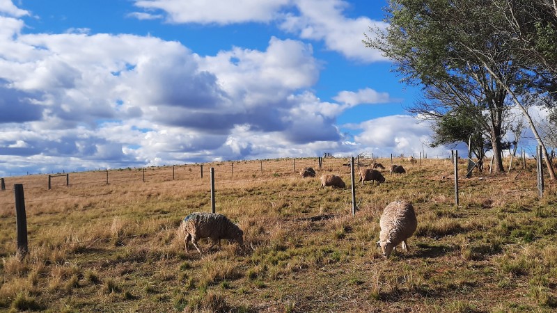 campos do sul 2 REDIMENS