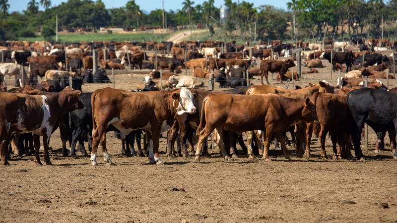 seapi zona livre de febre aftosa
