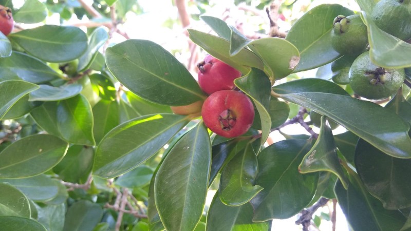 Ceflor lança obras sobre frutas nativas do RS 1