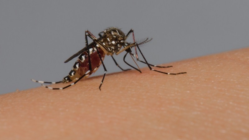Aedes aegypti