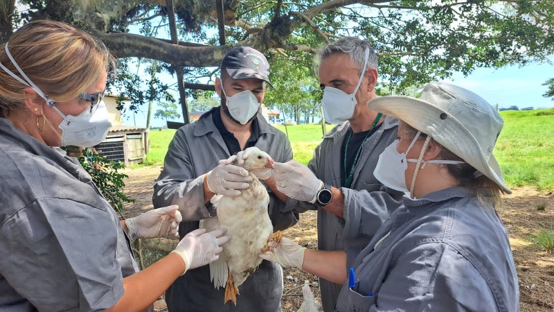 Vigilância ativa para influenza aviária Seapi