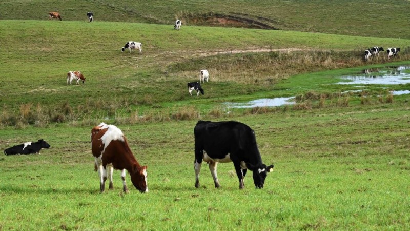 Condições meteorológicas do verão 2022 2023 impactaram produção de leite no Rio Grande do Sul