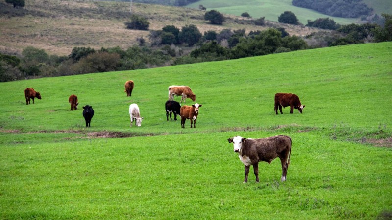 febre aftosa Parceria internacional que monitora animais