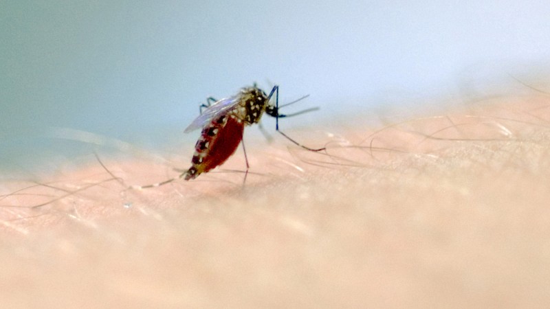 Macrofotografia de picada de mosquito para pesquisa ciêntífica com mosquito aedes aegypti