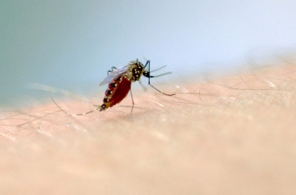 Macrofotografia de picada de mosquito para pesquisa ciêntífica com mosquito aedes aegypti