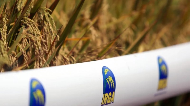 Cultivar 424 RI desenvolvida pelo Irga