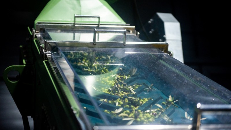 Produção de azeite de oliva extravirgem da Fazenda Serra dos Tapes