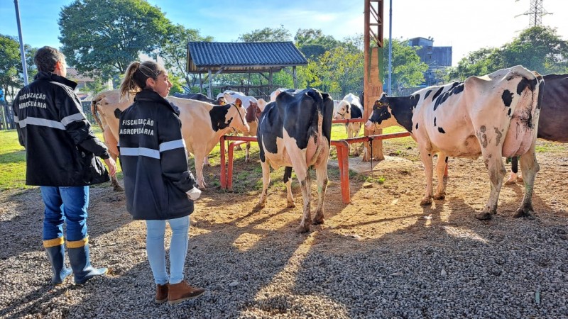 Defesa Sanitária da Seapi cuida da entrada dos animais