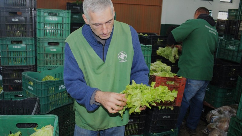 Ao centro um homem de cabeça branca e com colete verde da Ceasa analisa uma um pé de alface. Ao fundo e de costas, do lado direito da imagem, um outro homem organiza alimentos em caixas. No fundo da imagem, várias caixas de alimentos,