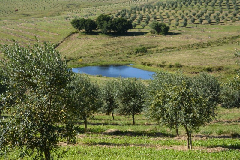 oliveiras em pinheiro machado foto fernando dias seapdr