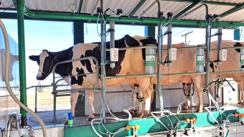 Três vacas da raça holandesa estão dispostas junto a aparelhos que realizam a ordenha do leite