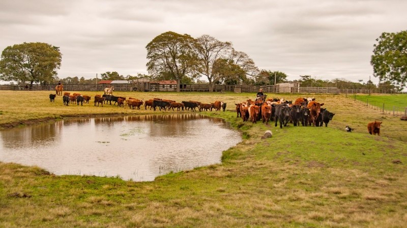 Imagem mostra um campo com um açude, em torno do qual há várias cabeças de gado . Ao fundo, árvores e casas de uma propriedade rural atrás de uma cerca de madeira.