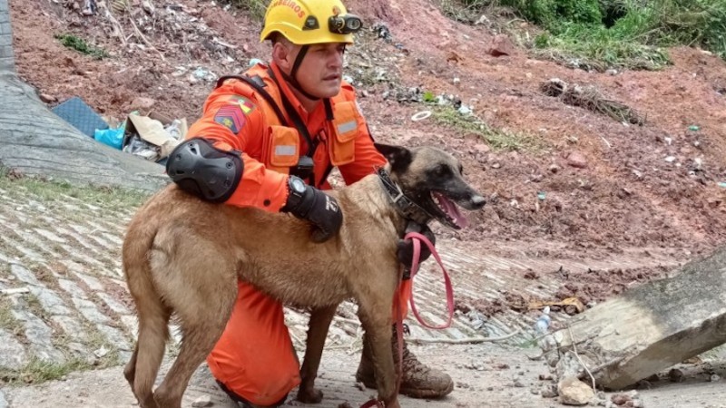cães bombeiros 1