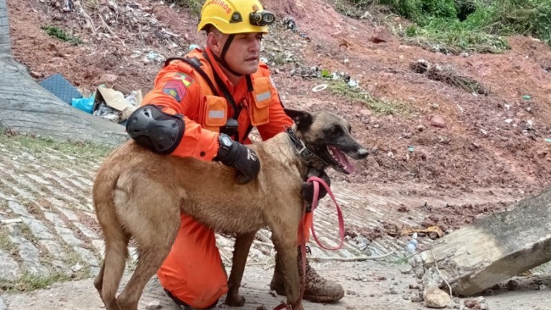 cães bombeiros 1