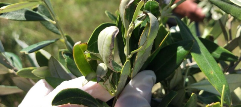 Olivicultura