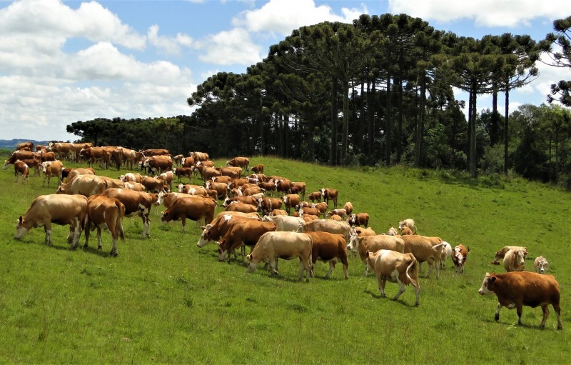 Imagem de rebanho da raça Simental-Fleckvieh pastando