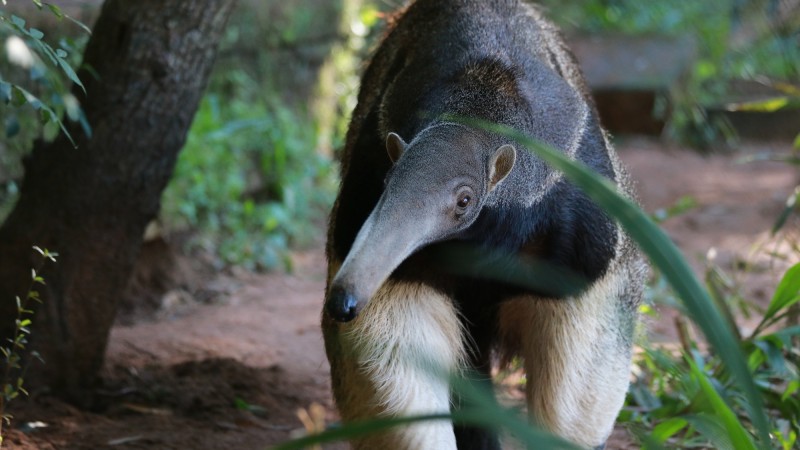 No mato, em meio a árvores e plantas, a tamanduá está caminhando sobre suas quatro patas. Ela é enquadrada de frente. Suas patas dianteiras têm cor mais clara, creme. A parte superior de seu corpo é escura, entre o cinza e o preto.