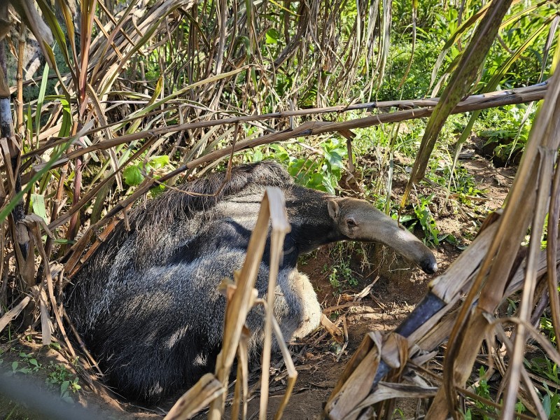 Parque Zoológico recebe fêmea de tamanduá-bandeira 2 Deitado no meio do mato, o tamanduá está enquadrado de lado. Ele tem cores escuras, entre o cinza, o marrom e o preto.