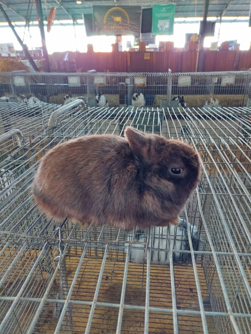 Um pequeno coelho marrom está repousado sobre uma gaiola, no pavilhão de uma feira.