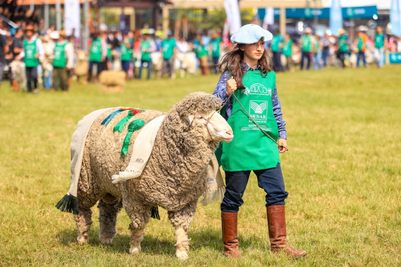 Um menina de boina, jaleco verde, calça jeans e botas marrons conduz com uma corda uma das ovelhas premiadas na Expointer 2023.
