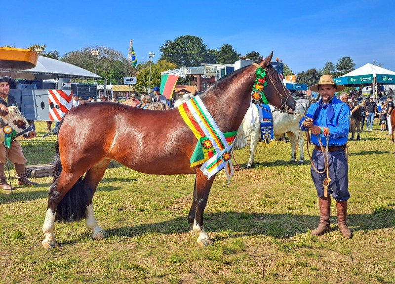 La Castellana Pimenta conquistou o grande campeonato e o título de melhor exemplar da raça Crioula
