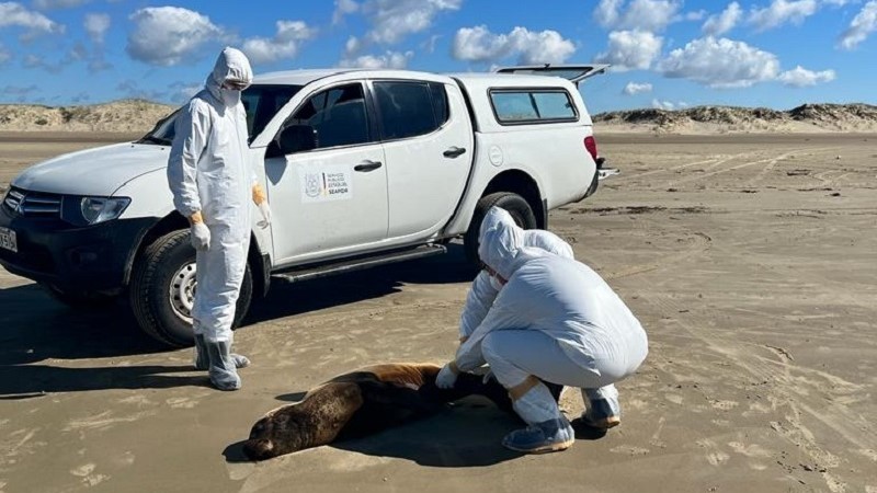 gripe aviária   vigilância do Estado   oout23