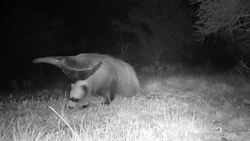 tamandua