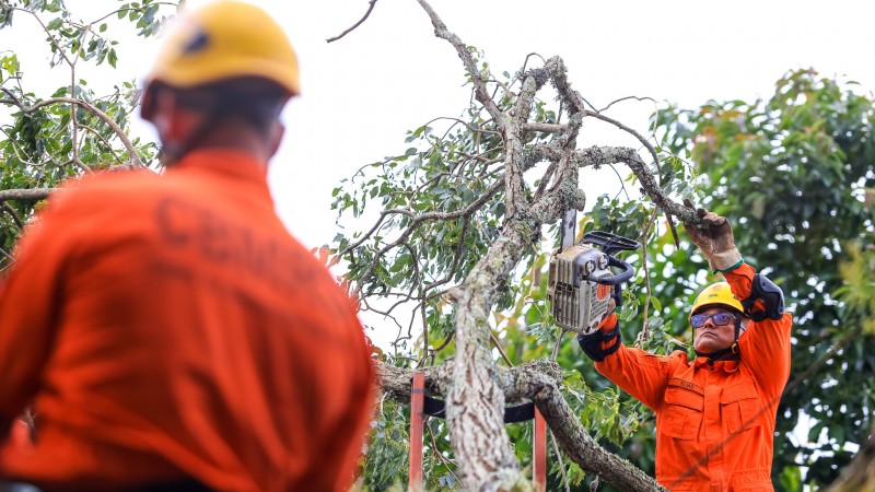 Bombeiros cortam &aacute;rvore no Inmet