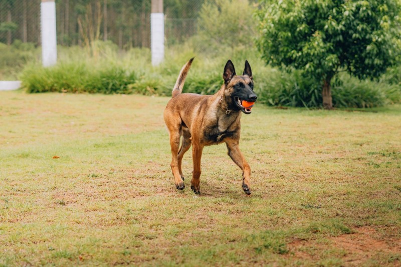 Foto em ambiente aberto, num gramado rodeado por árvores. O cão em questão aparece com uma bolinha na boca e caminha.