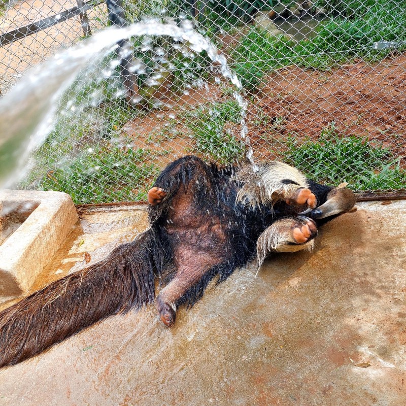 Foto da tamanduá bandeira tomando banho de mangueira