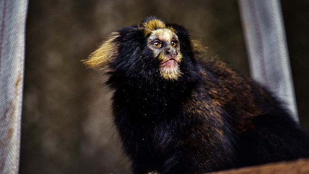 Foto do primata, que observa meio de lado para a câmera. Ele tem pelos pretos e penugens de dor amarela na cabeça. 