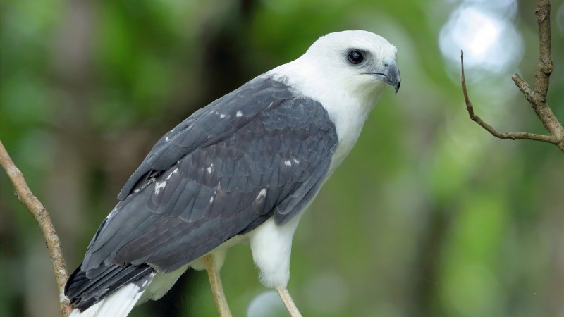 gavião pombo pequeno em liberdade Foto Glayson Bencke (1)