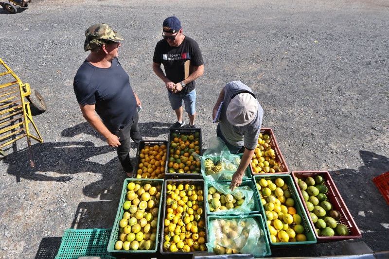 Imagem de um produtor, ao lado de caixas de laranja, conversando com um cliente, enquanto outro escolhe frutas em uma das caixas.