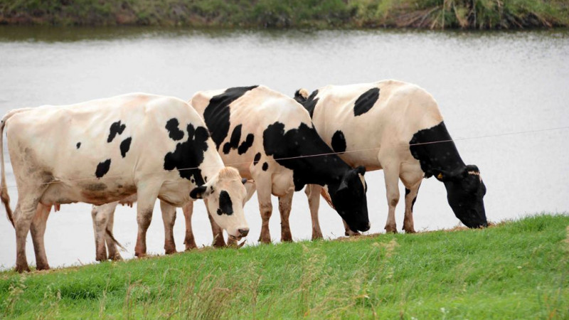 Foto de três vacas da raça holandesa se alimentando no pasto, com um lago atrás.