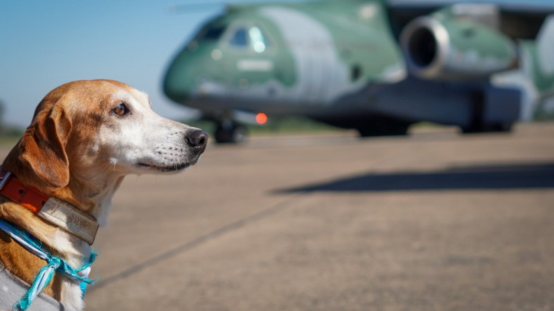 Cão em primeiro plano e aeronave desfocada ao fundo.