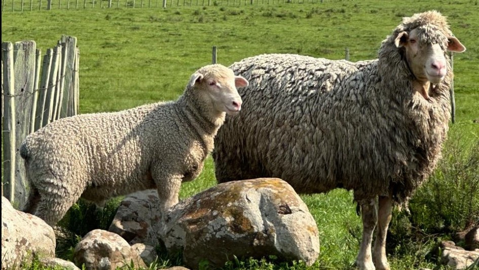 Exemplares de ovelhas da raçã Dohne Merino
