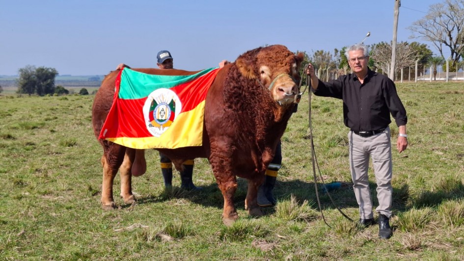 Touro Limousin Fazenda Boa Esperança