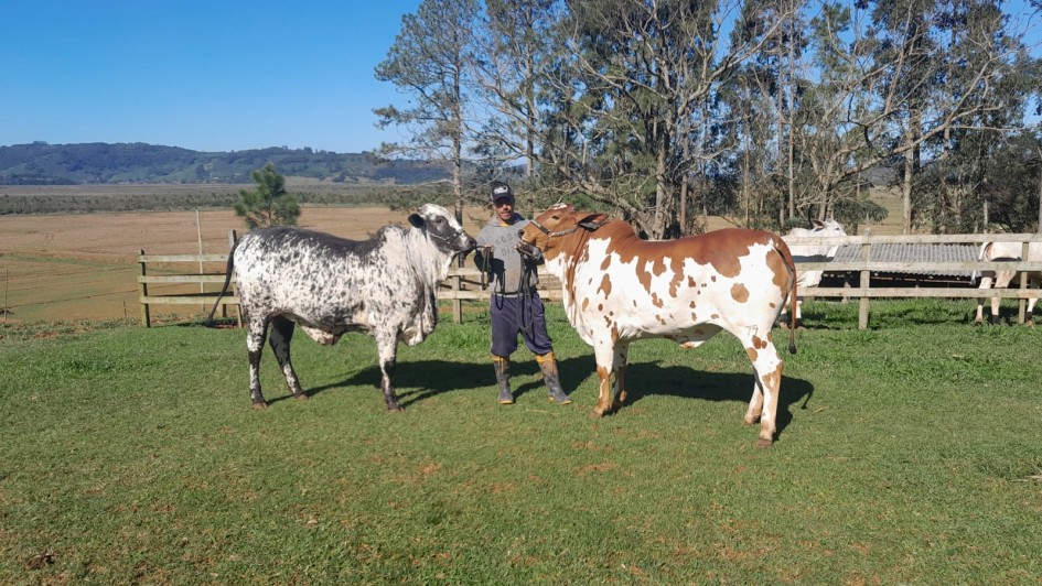 Alencar Scarpari, de Morrinhos do Sul, Nelore pelagens ago24