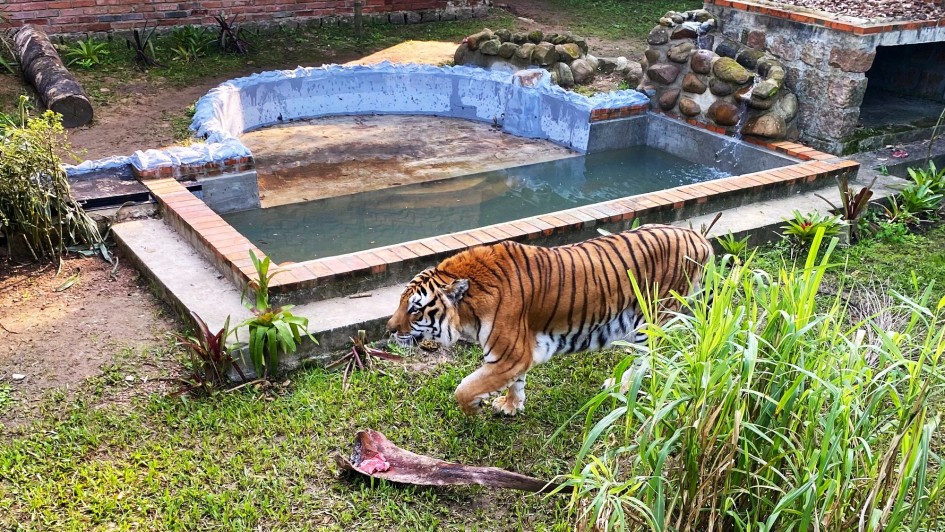 Tigre Dan passeando pela nova casa.