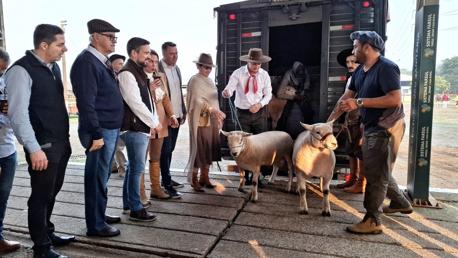 Chegada dos primeiros animais na Expointer 2024