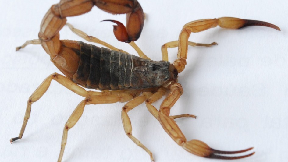 Dics e cuidados com o escorpião