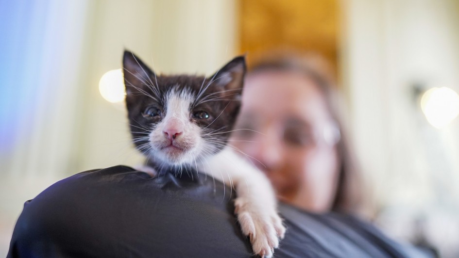 Há um gato preto e branco no braços de uma pessoa. Ao fundo em imagem embaçada há uma pessoa de óculos sorrindo.