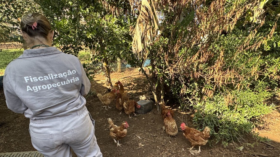 Funcionários da Seapi finalizam terceira visita nas propriedades do raio de três quilômetros do foco de gripe aviária