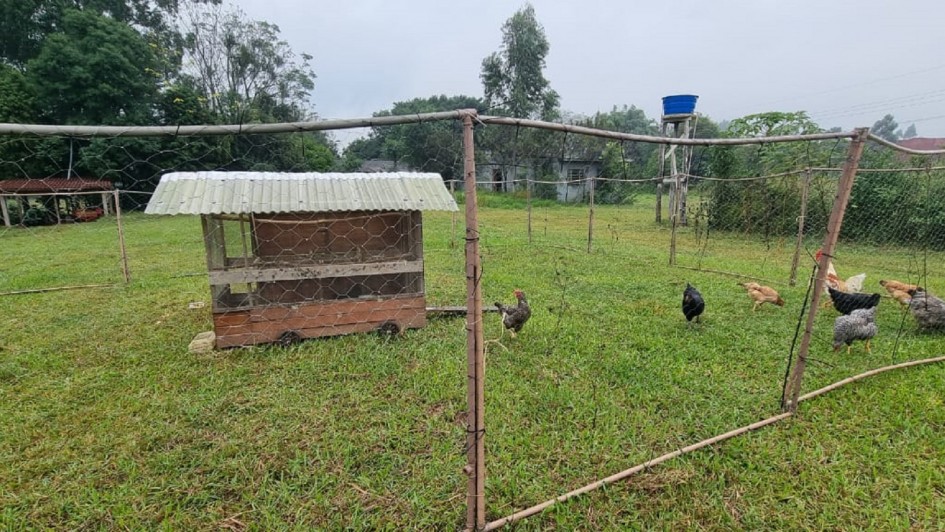 Há um pátio com grama e várias galinhas na grama. O espaço é cercado por uma cerca. No centro do pátio está o galinheiro. Ao fundo há árvores, o céu está nublado e ainda no fundo da imagem há uma casa e uma caixa d´agua.