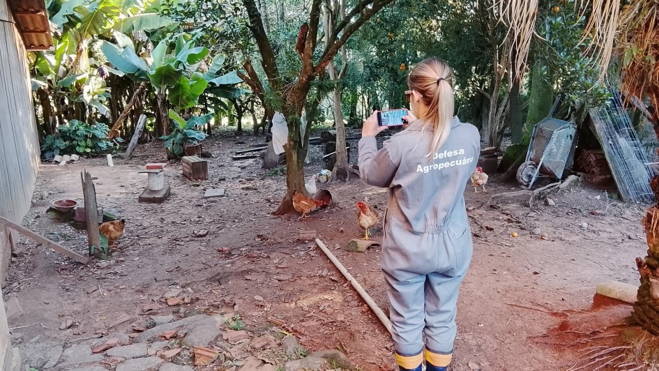 A imagem mostra uma mulher de costas, vestindo um macacão cinza com a inscrição "Defesa Agropecuária" nas costas, e botas de borracha azuis e amarelas. Ela está em uma área rural, possivelmente um galinheiro, com árvores frutíferas ao fundo. A mulher segura um celular na altura dos olhos, como se estivesse tirando uma foto ou gravando um vídeo. No chão de terra batida, algumas galinhas e galos ciscam livremente. Há também algumas construções rústicas e vegetação ao redor.