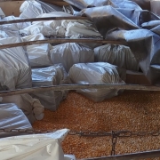 A foto, tirada de cima, mostra o interior de um caminhão-caçamba, onde uma carga irregular foi interceptada pela Receita Estadual no Norte do RS. O caminhão está preenchido com uma grande quantidade de grãos de milho, de cor amarelada, que ocupam a parte inferior e frontal da caçamba. Por cima do milho, há várias pilhas de sacos brancos grandes e volumosos. Dentro desses sacos estão escondidas caixas de vinho, conforme informado. Algumas lonas pretas amarrotadas cobrem parcialmente os sacos no canto superior direito. Barras metálicas escuras atravessam a carga horizontalmente, e correntes metálicas são visíveis no meio do milho, presas às barras laterais do caminhão.