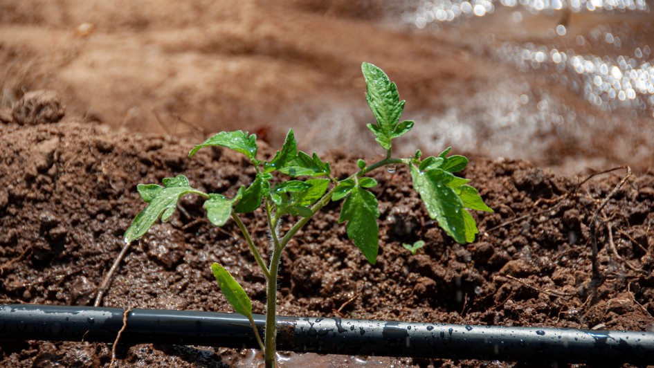 Irrigação localizada gotejamento