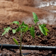 Irrigação localizada gotejamento