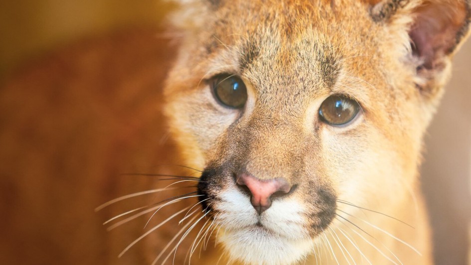 Retrato em close do rosto do filhote de puma, com olhar atento e expressivo. A iluminação suave destaca os olhos grandes e os pelos curtos do animal.