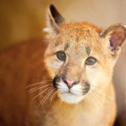 Retrato em close do rosto do filhote de puma, com olhar atento e expressivo. A iluminação suave destaca os olhos grandes e os pelos curtos do animal.